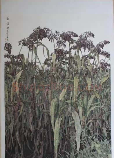 夏利华·红高粱