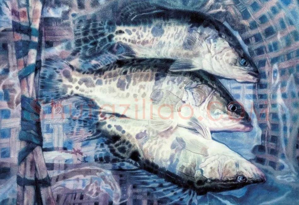 白统绪·鳜鱼
