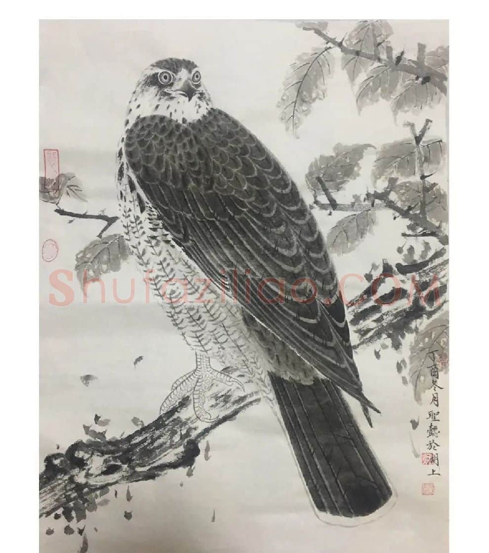 徐超·鹰