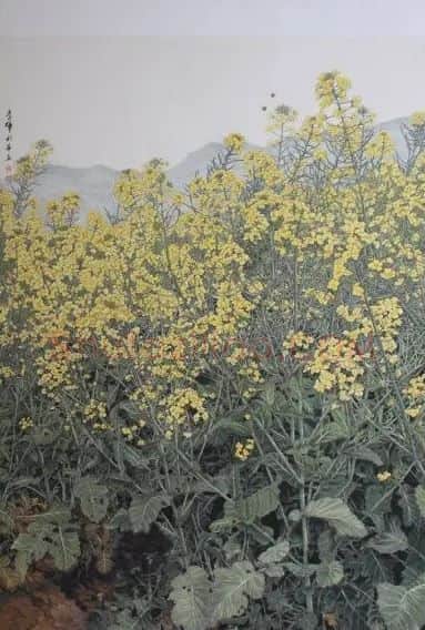 夏利华·油菜花香
