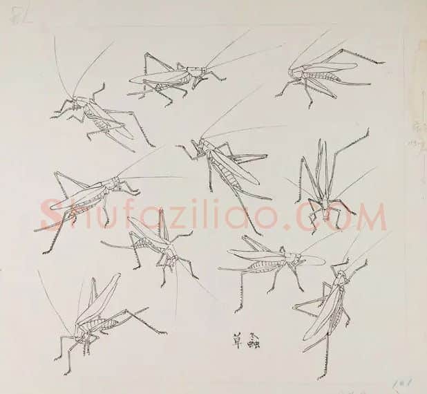 张继馨·草虫写生系列
