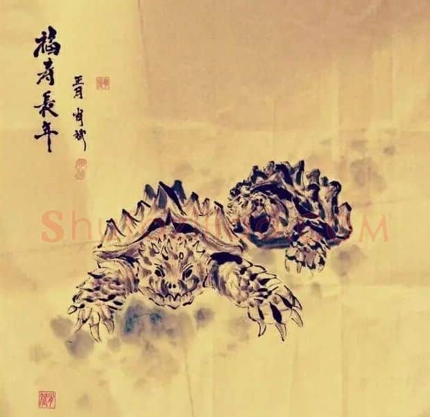 肖斌·龟
