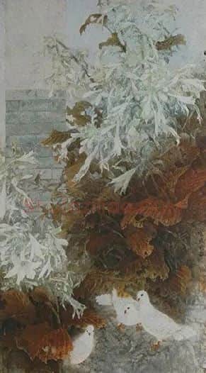 臧家波·《玉簪白鸽1号》