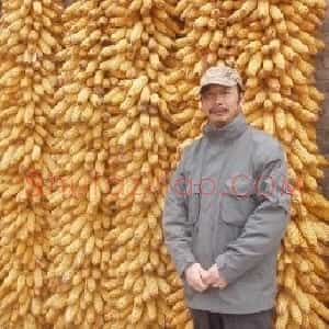 陈书文