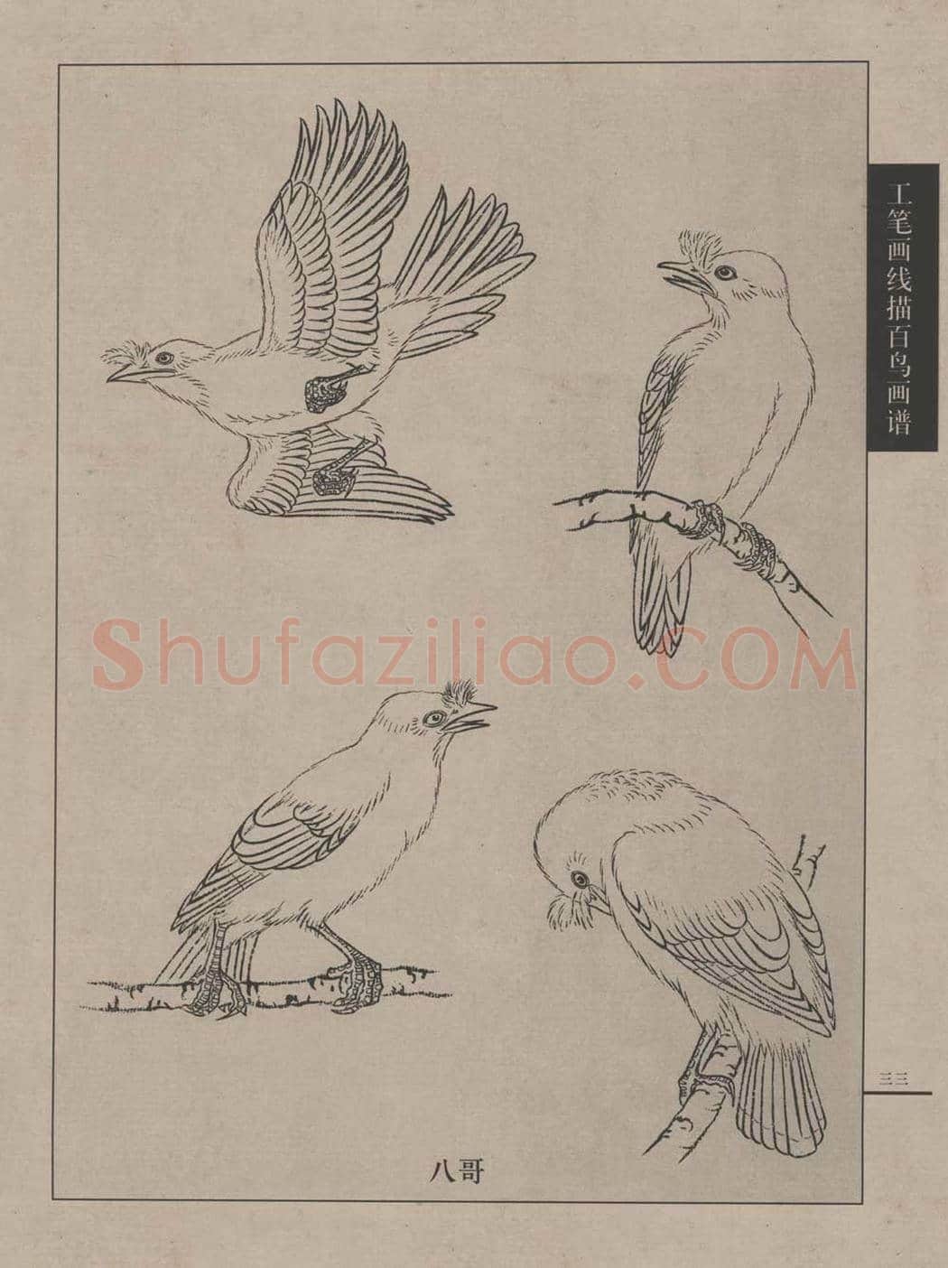 工笔画线描百鸟画谱，太美了 | 书画资料