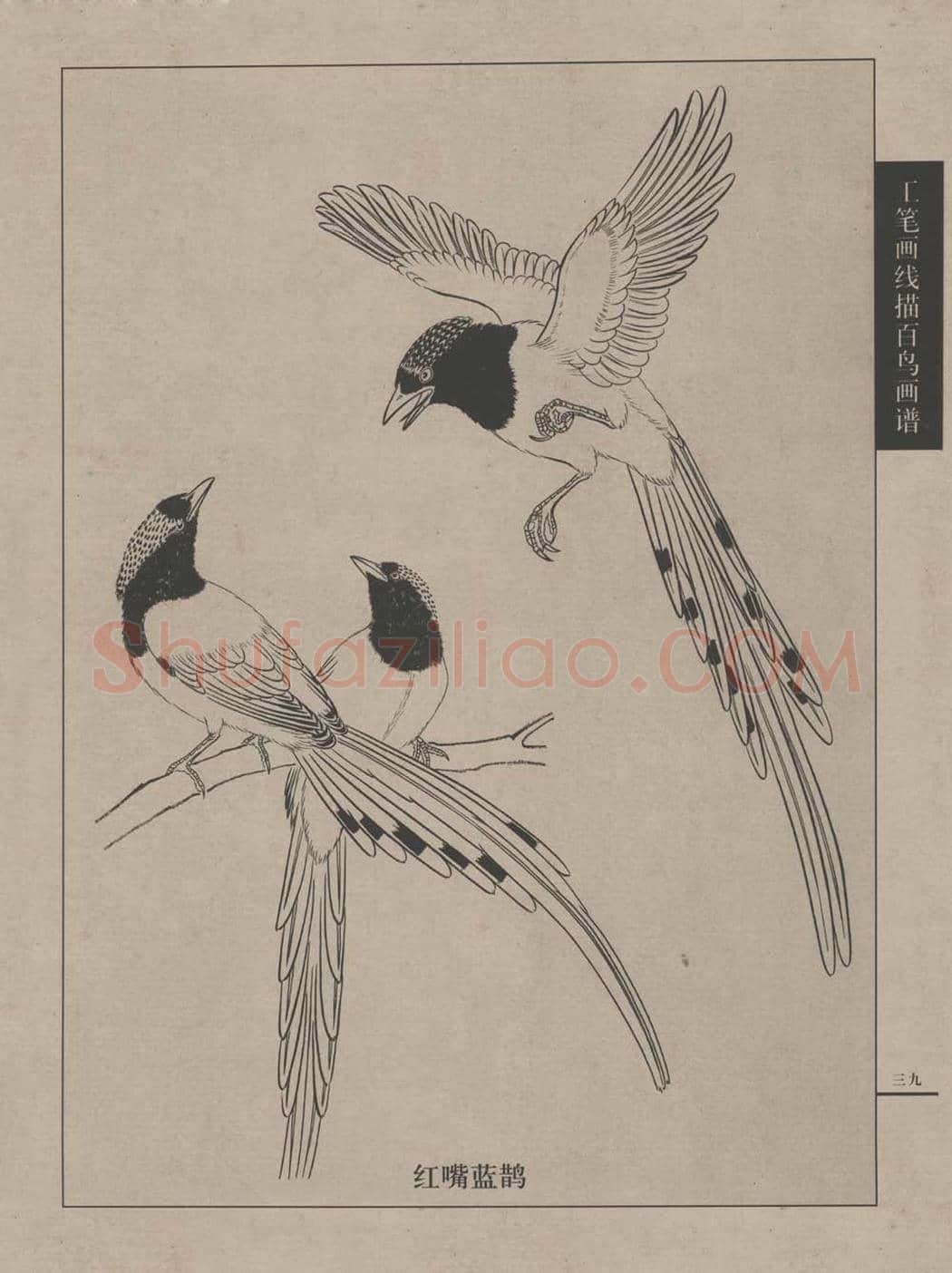 工笔画线描百鸟画谱，太美了 | 书画资料