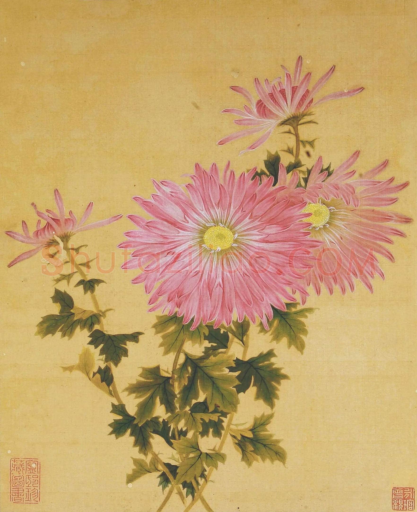 王延格《菊谱图》欣赏 | 书画文摘