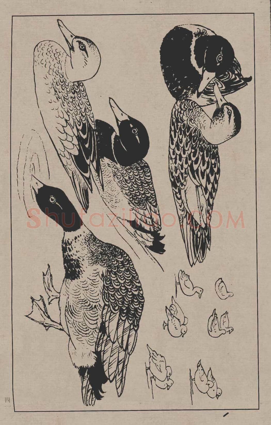工笔画线描百鸟画谱，太美了 | 书画资料