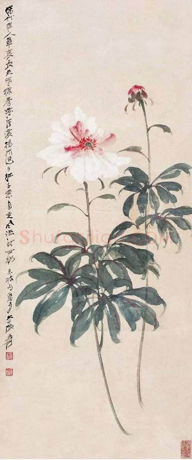 张大千画芍药收藏欣赏 | 书画百科