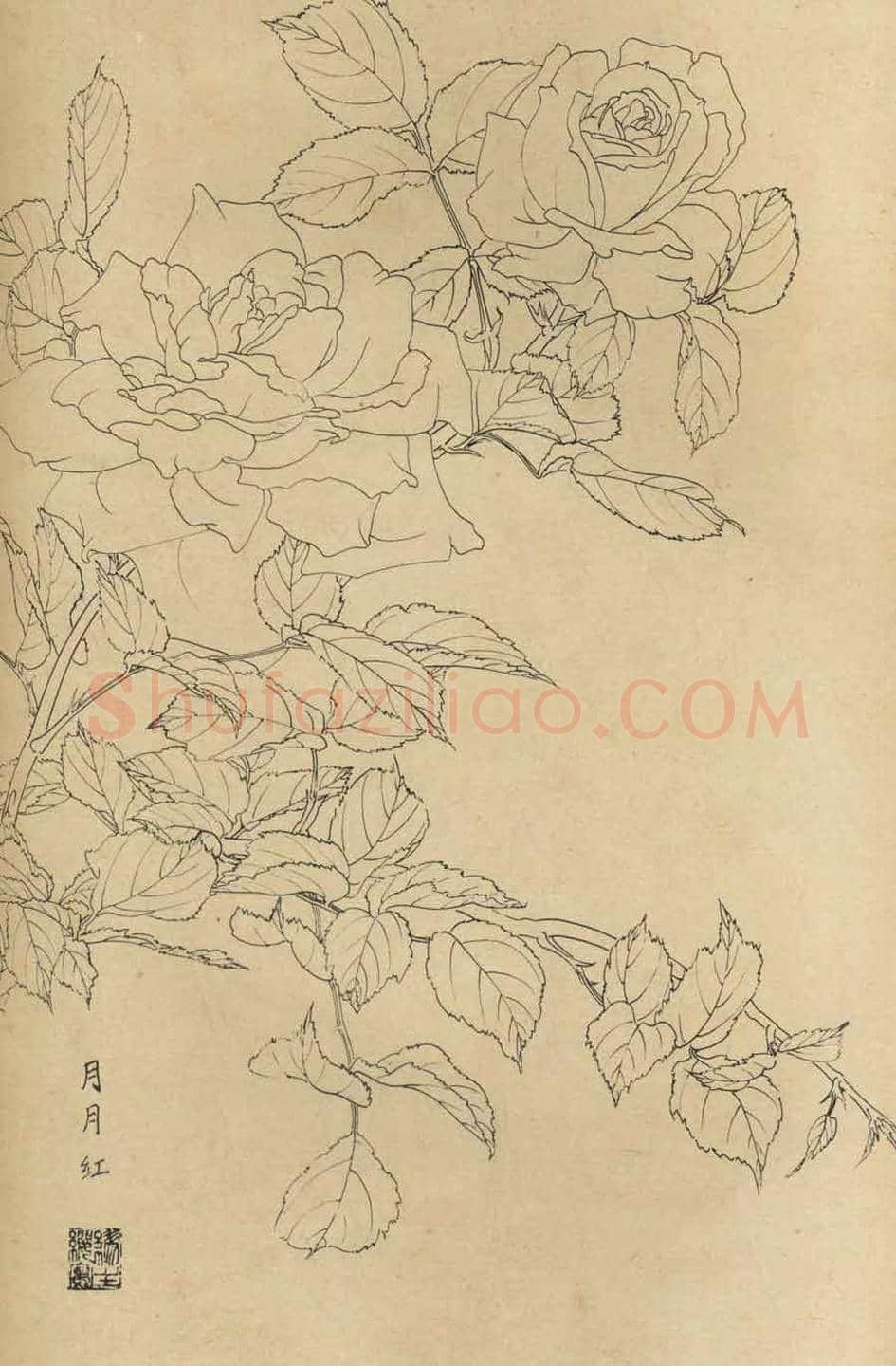 百花图谱大全【白描画】 | 书画资料