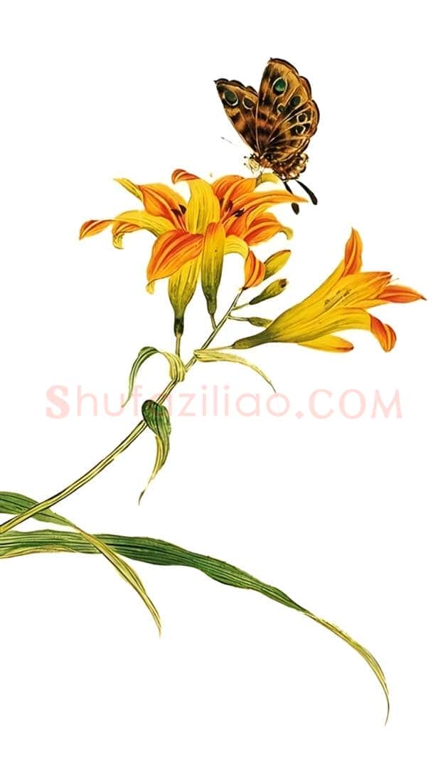 萱花：古画上的母亲花 | 书画科普