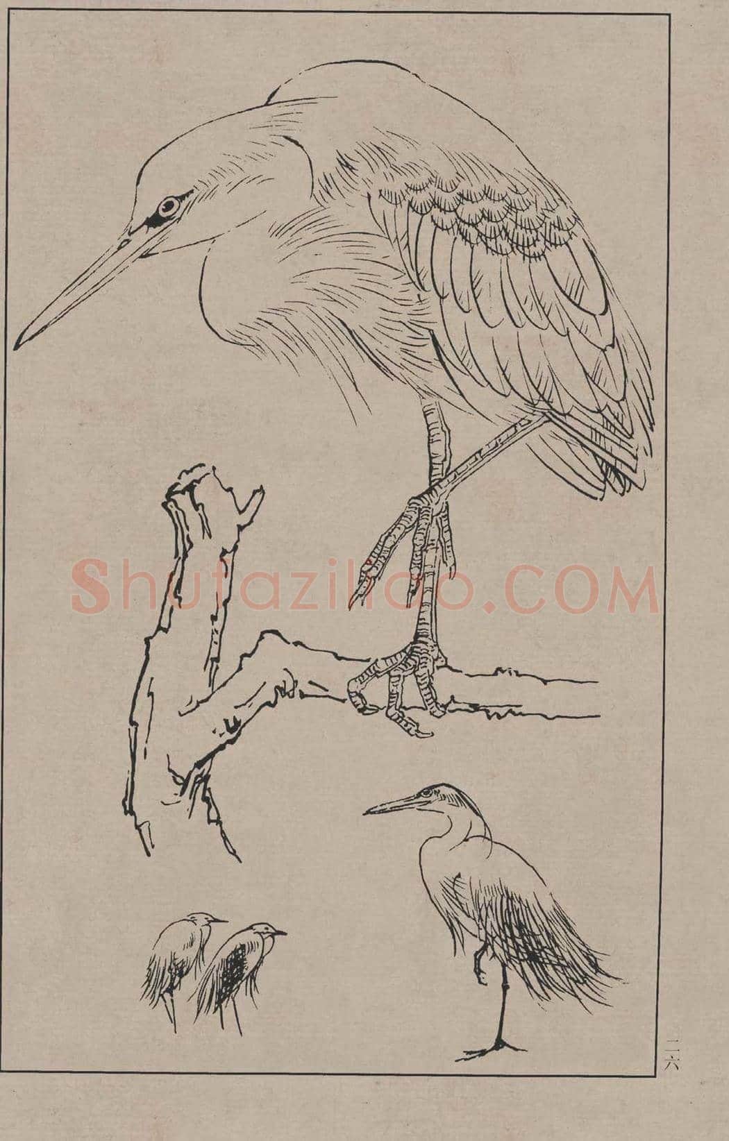 工笔画线描百鸟画谱，太美了 | 书画资料