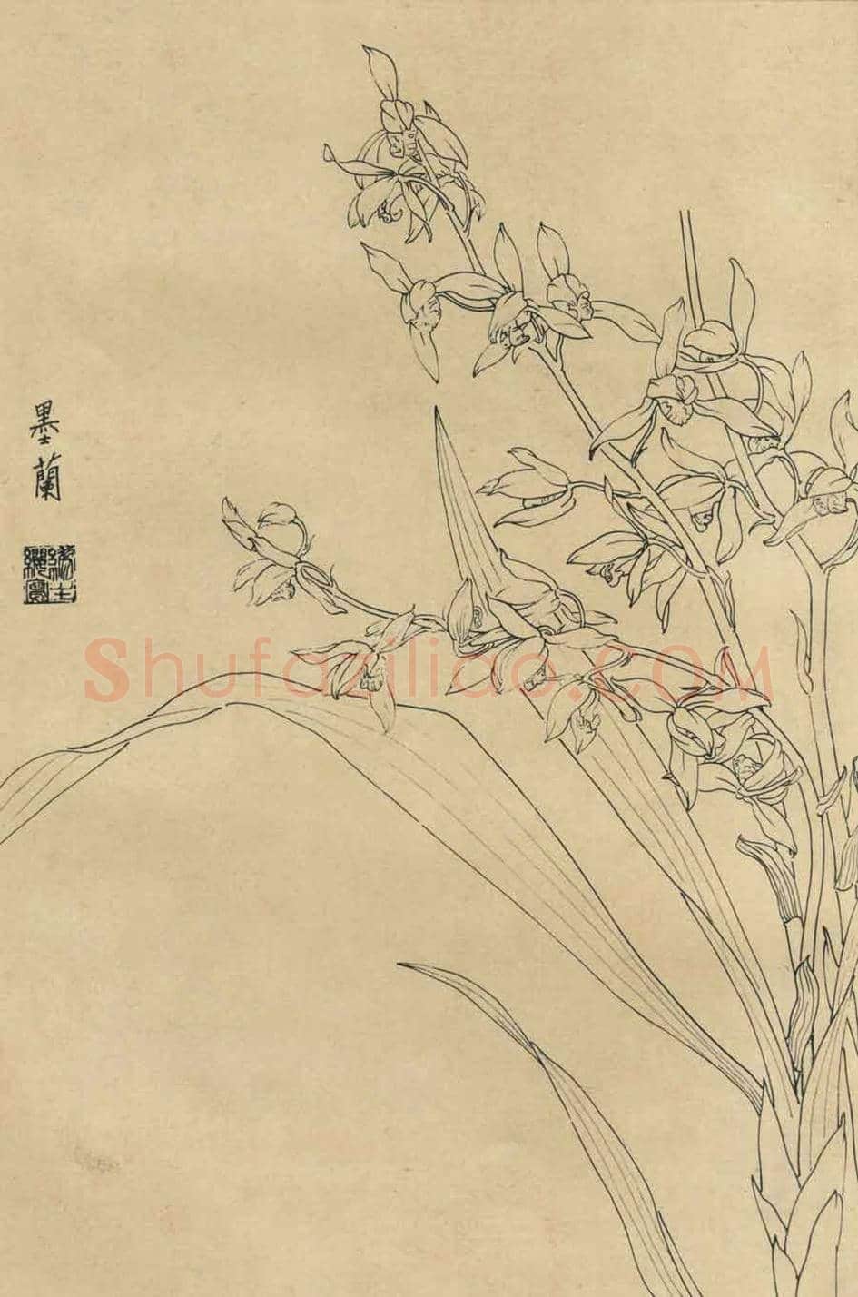 百花图谱大全【白描画】 | 书画资料