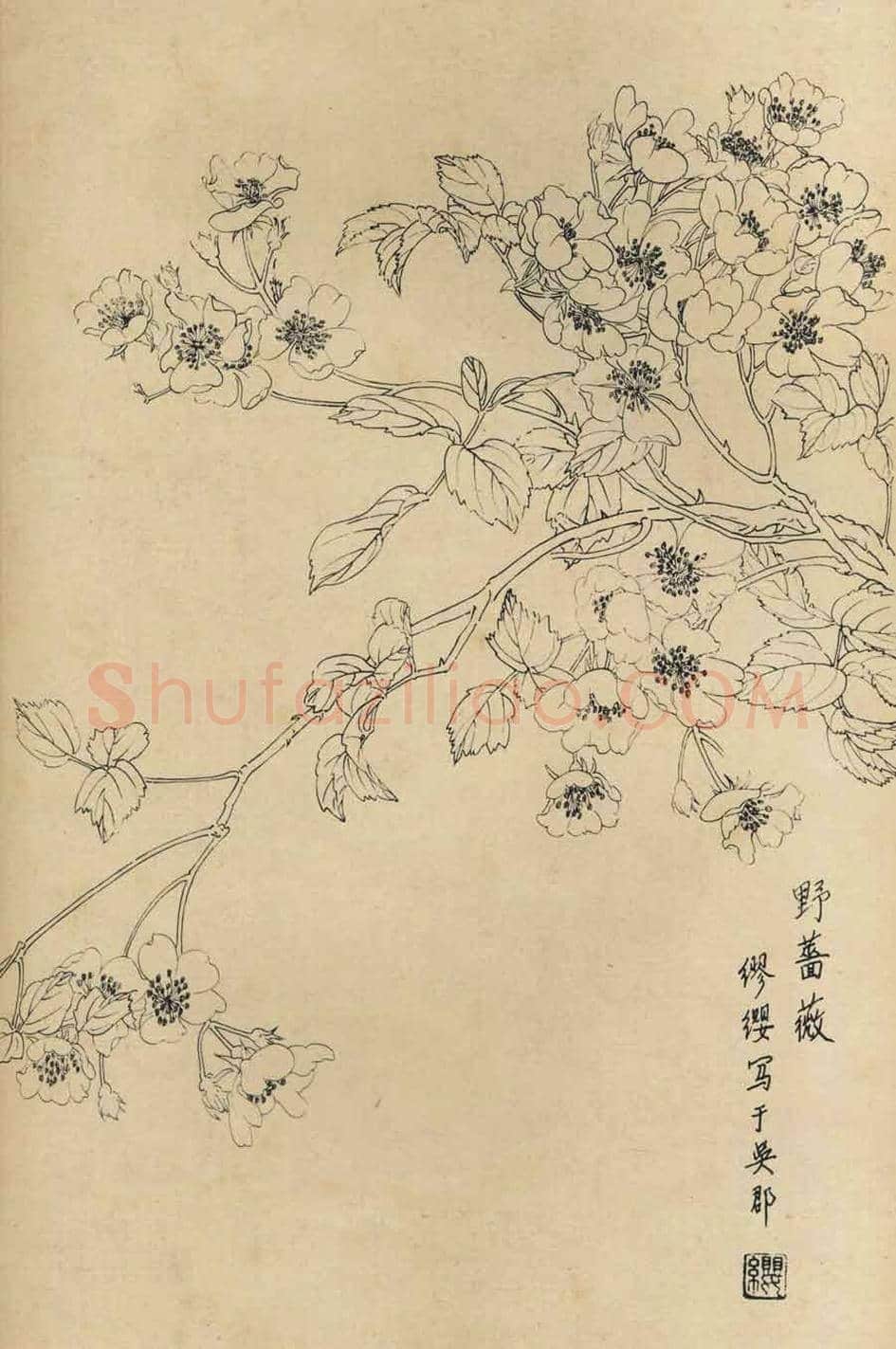 百花图谱大全【白描画】 | 书画资料