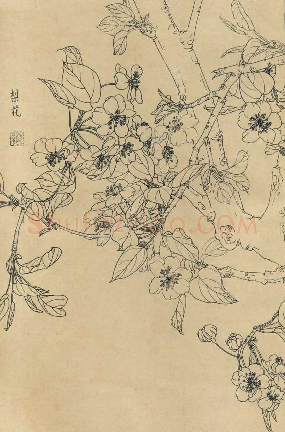 百花图谱大全【白描画】 | 书画资料
