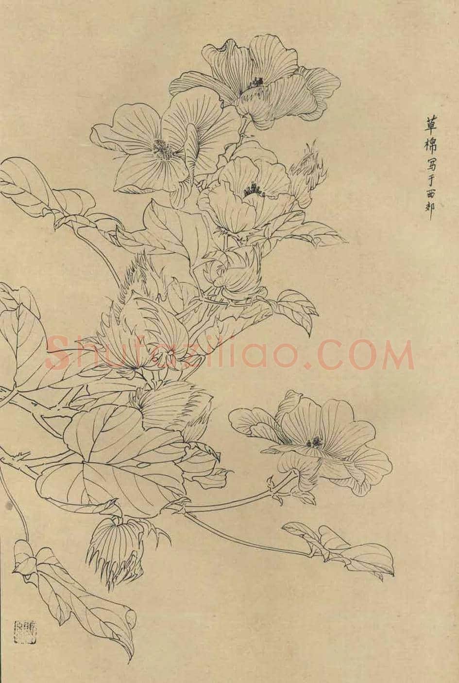 百花图谱大全【白描画】 | 书画资料