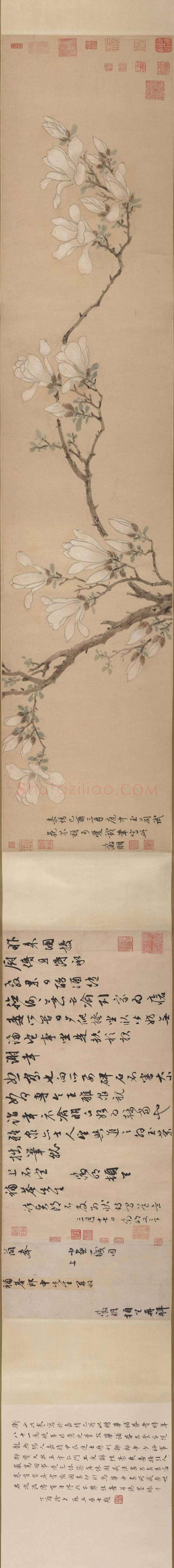 文徵明《白玉兰图卷》图赏 | 著名国画鉴赏