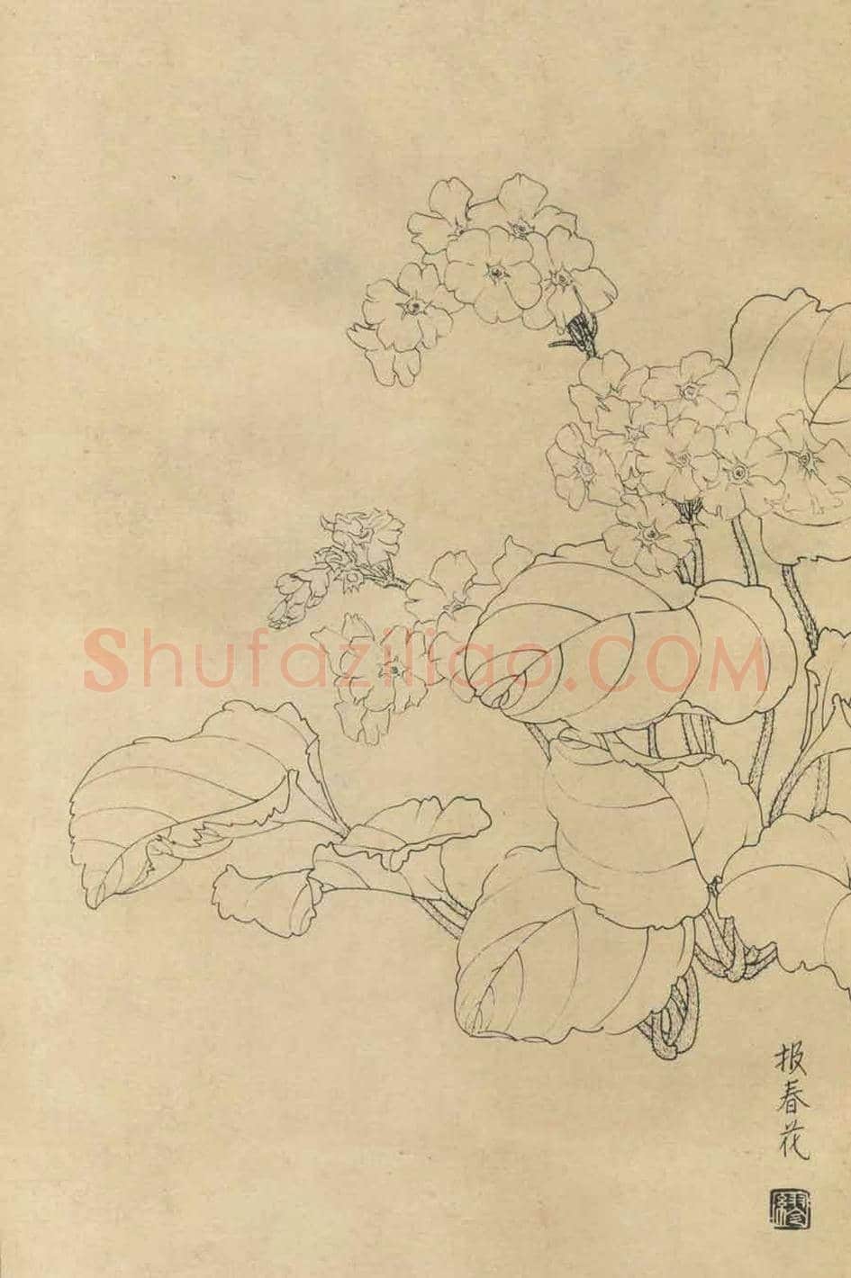 百花图谱大全【白描画】 | 书画资料