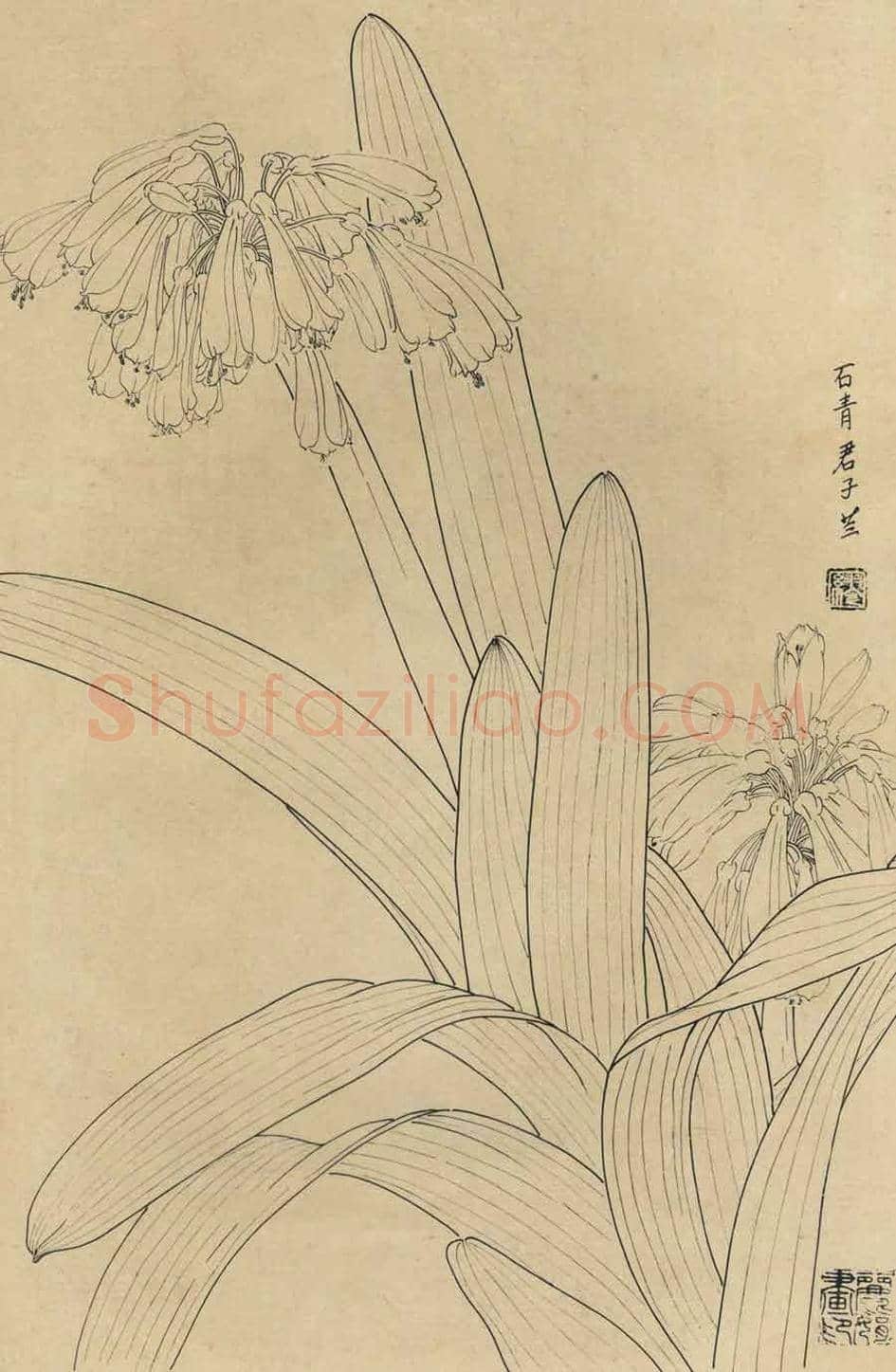 百花图谱大全【白描画】 | 书画资料
