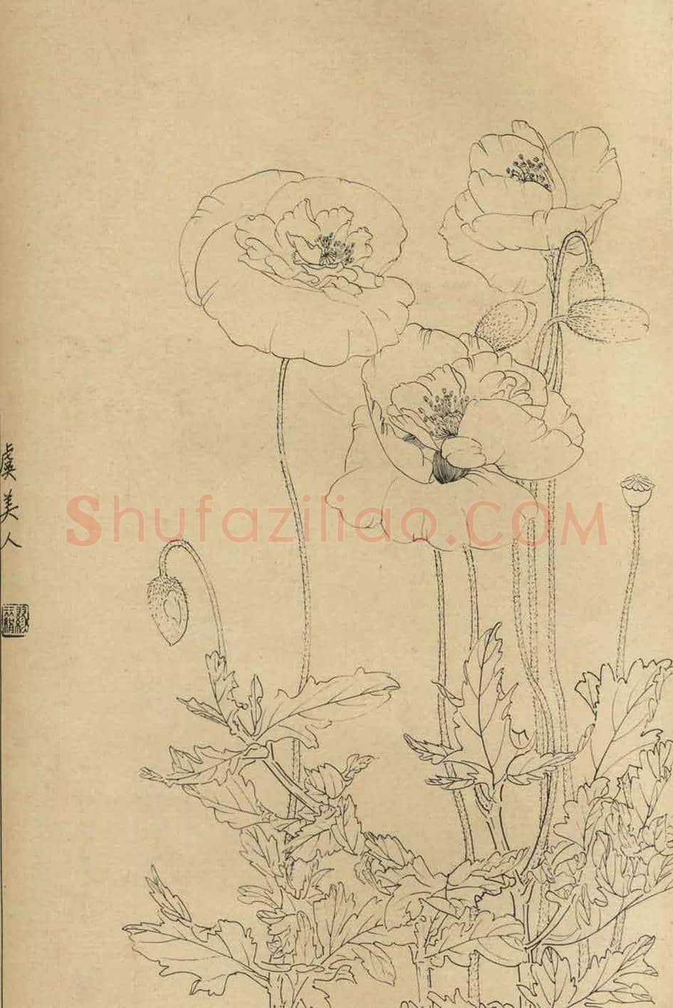 百花图谱大全【白描画】 | 书画资料