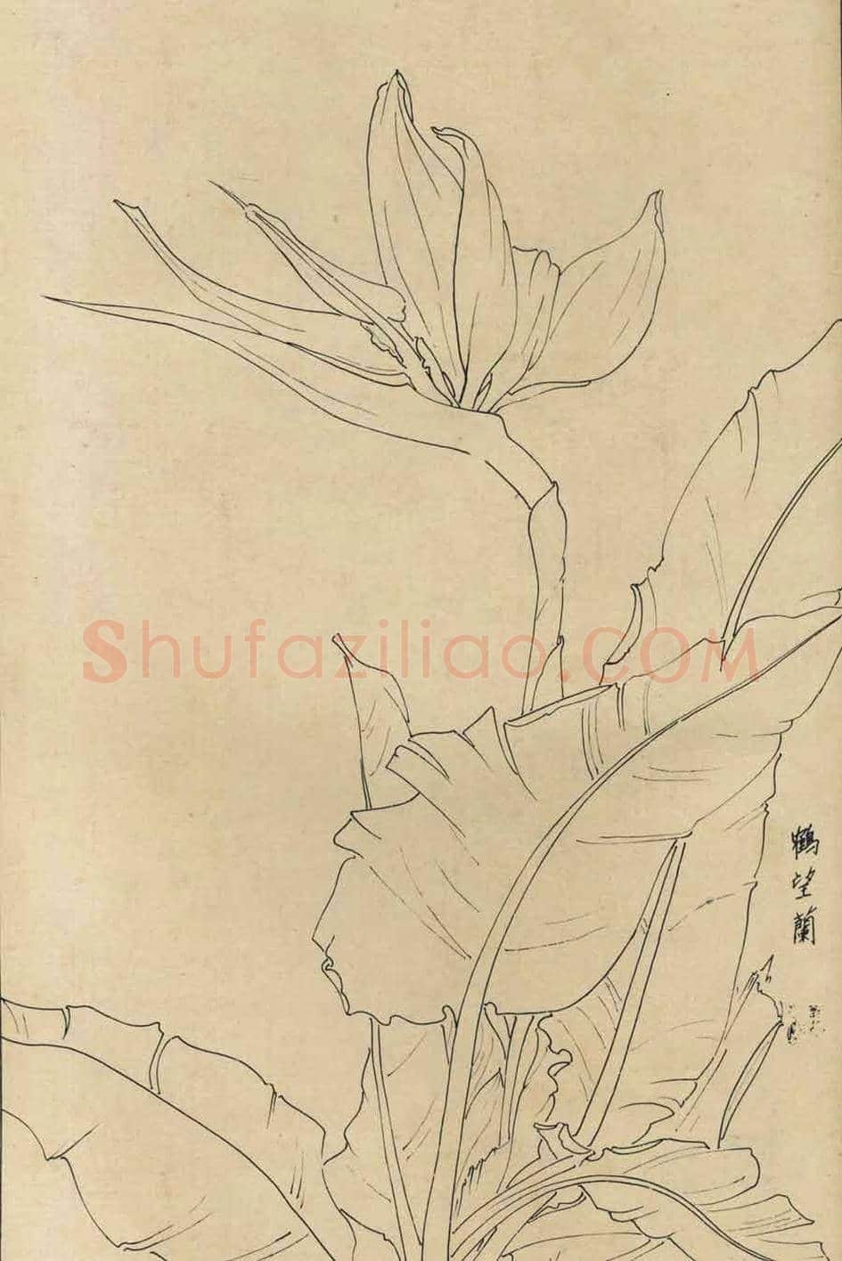 百花图谱大全【白描画】 | 书画资料