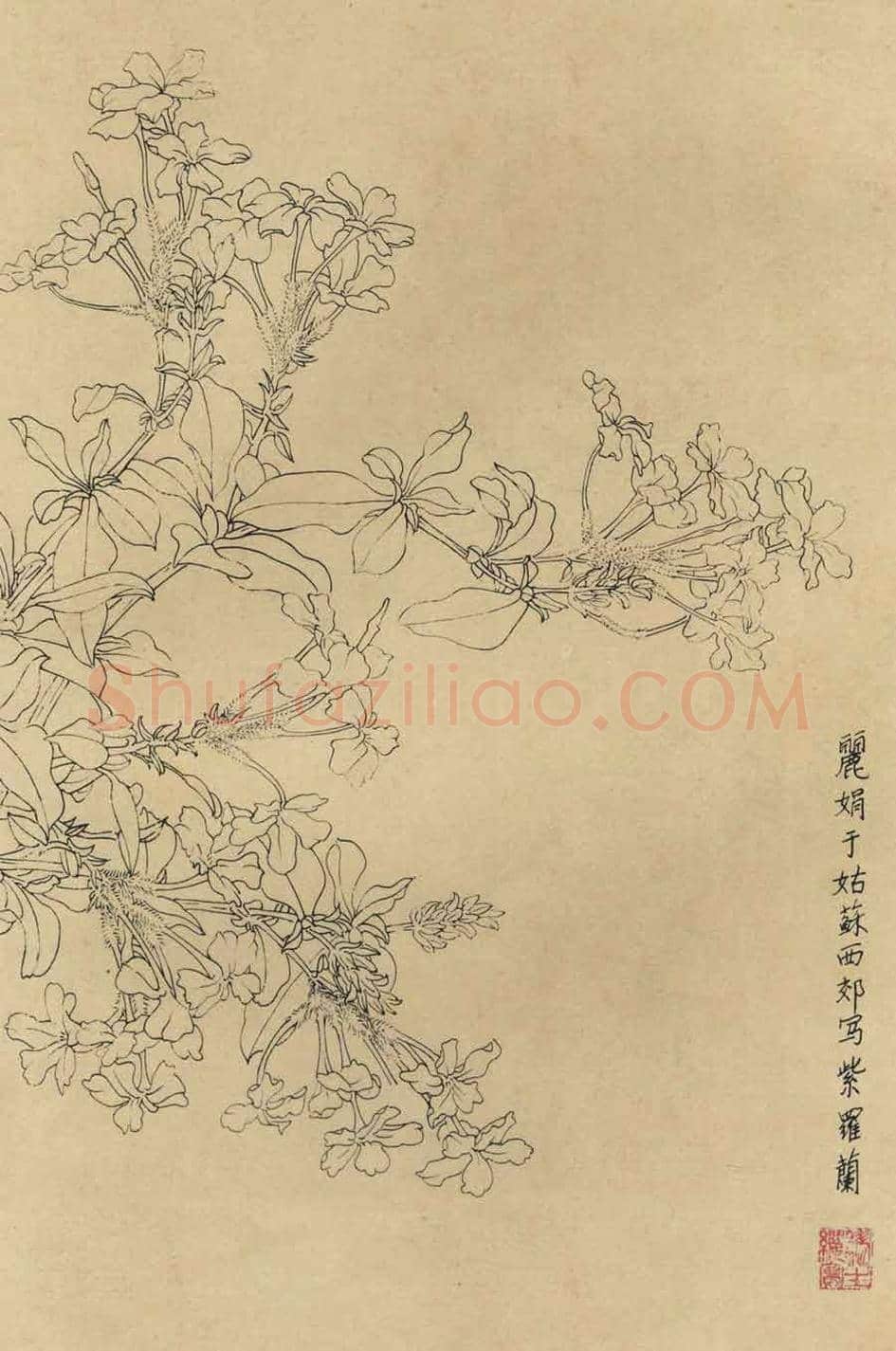 百花图谱大全【白描画】 | 书画资料