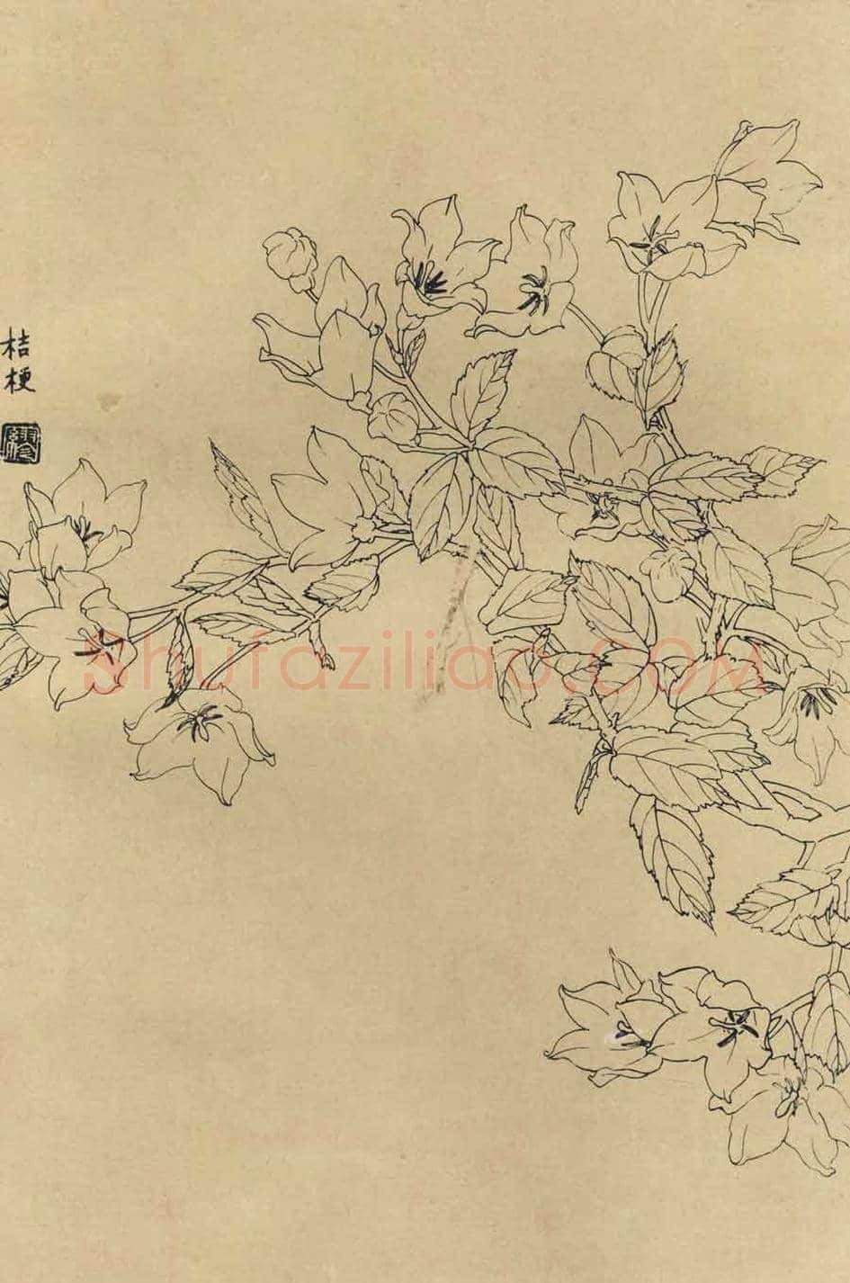 百花图谱大全【白描画】 | 书画资料