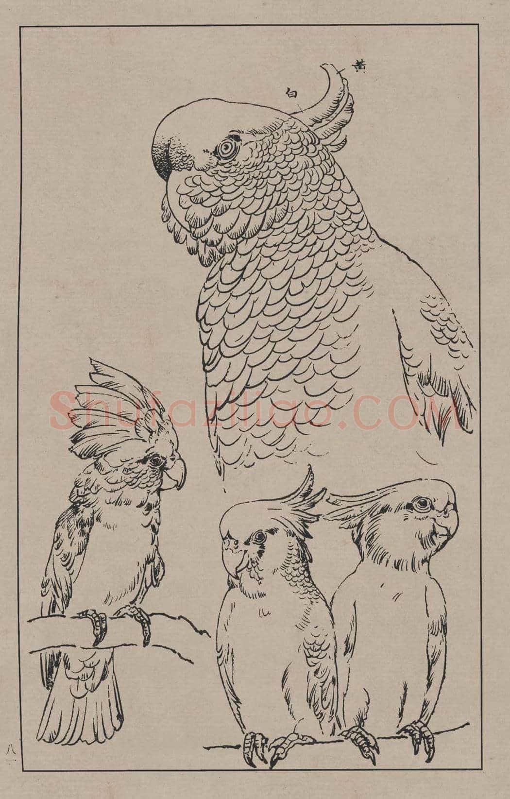 工笔画线描百鸟画谱，太美了 | 书画资料