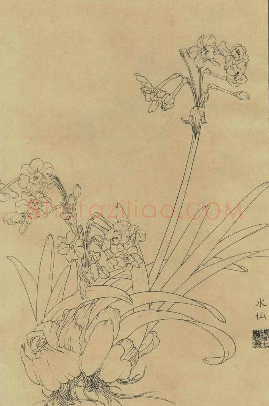 百花图谱大全【白描画】 | 书画资料