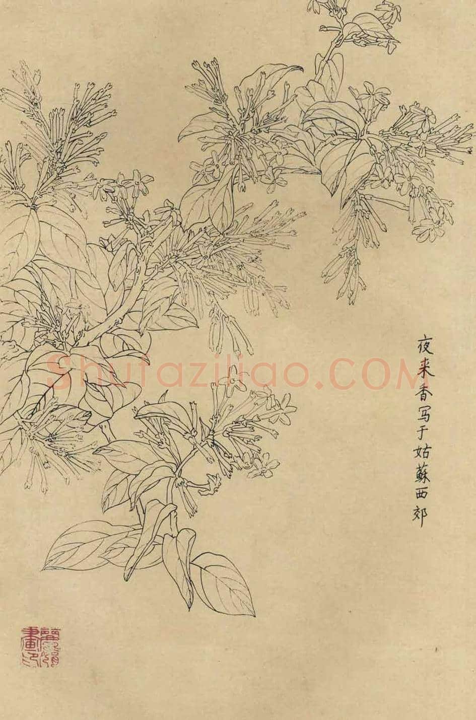 百花图谱大全【白描画】 | 书画资料