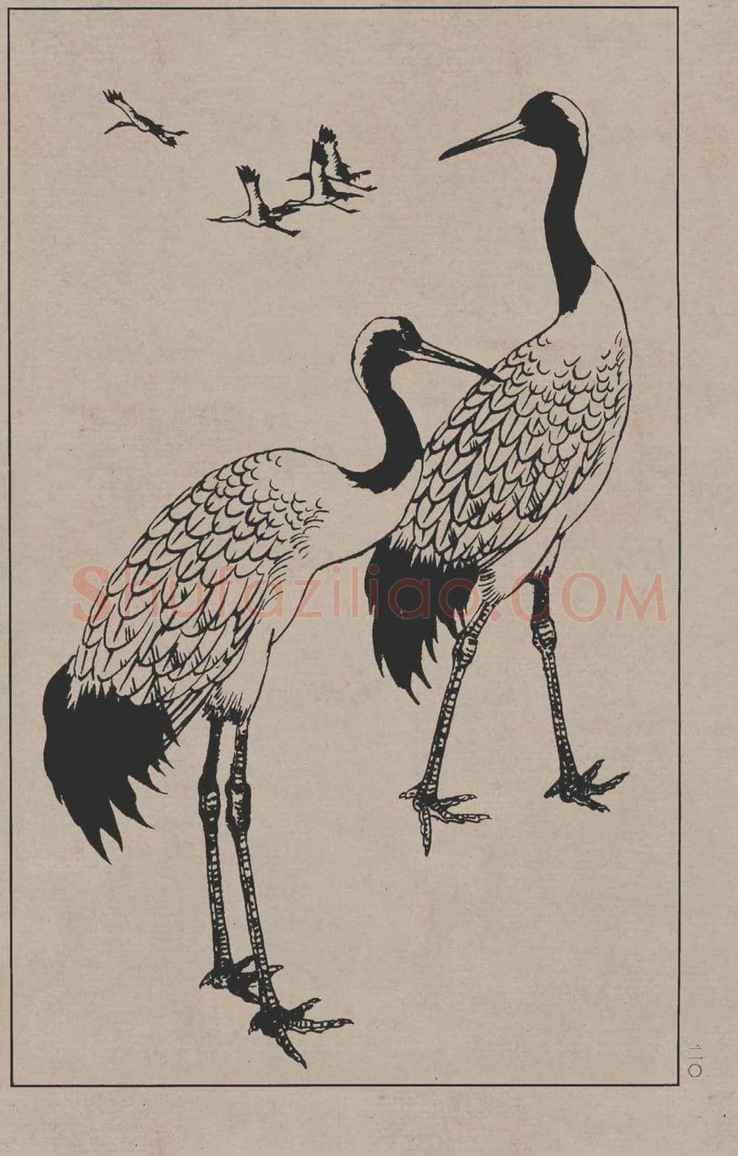工笔画线描百鸟画谱，太美了 | 书画资料