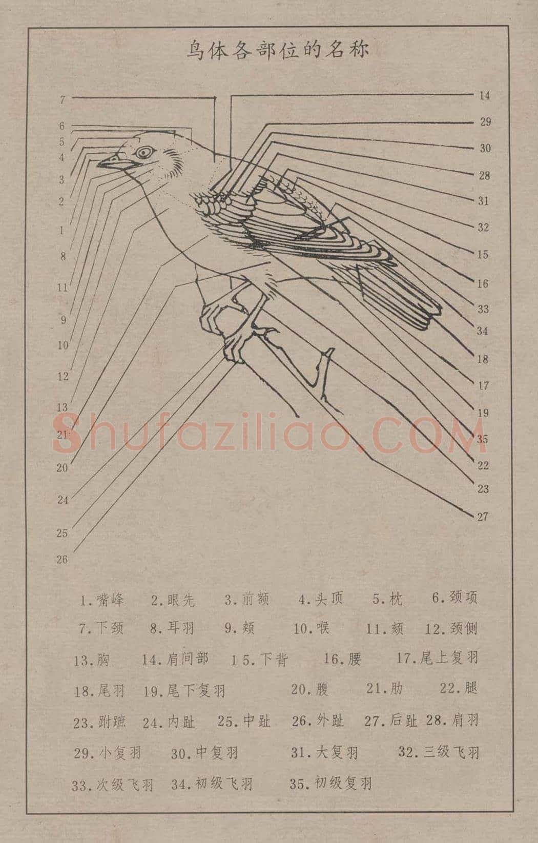 工笔画线描百鸟画谱，太美了 | 书画资料