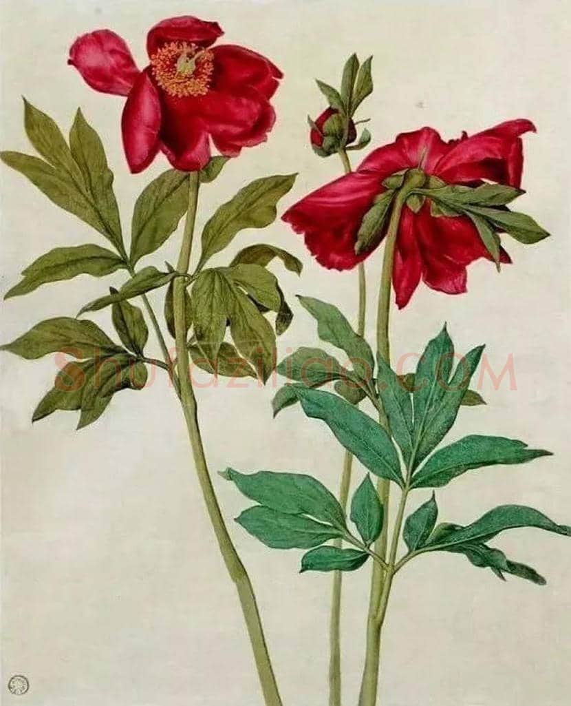 丢勒水彩画《一大块草皮》欣赏 | 书画学堂