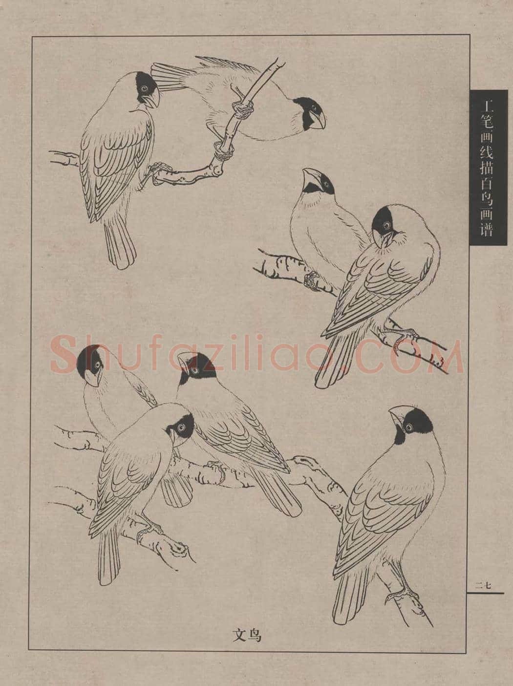 工笔画线描百鸟画谱，太美了 | 书画资料