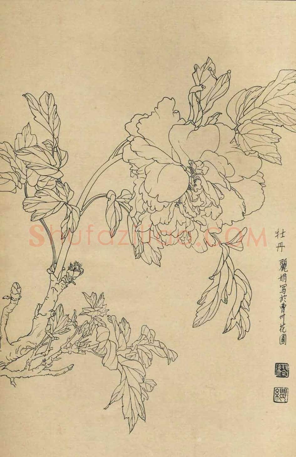 百花图谱大全【白描画】 | 书画资料