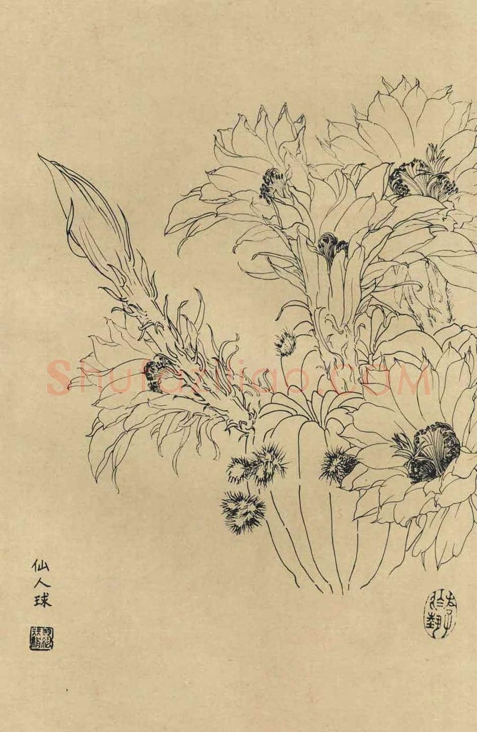 百花图谱大全【白描画】 | 书画资料