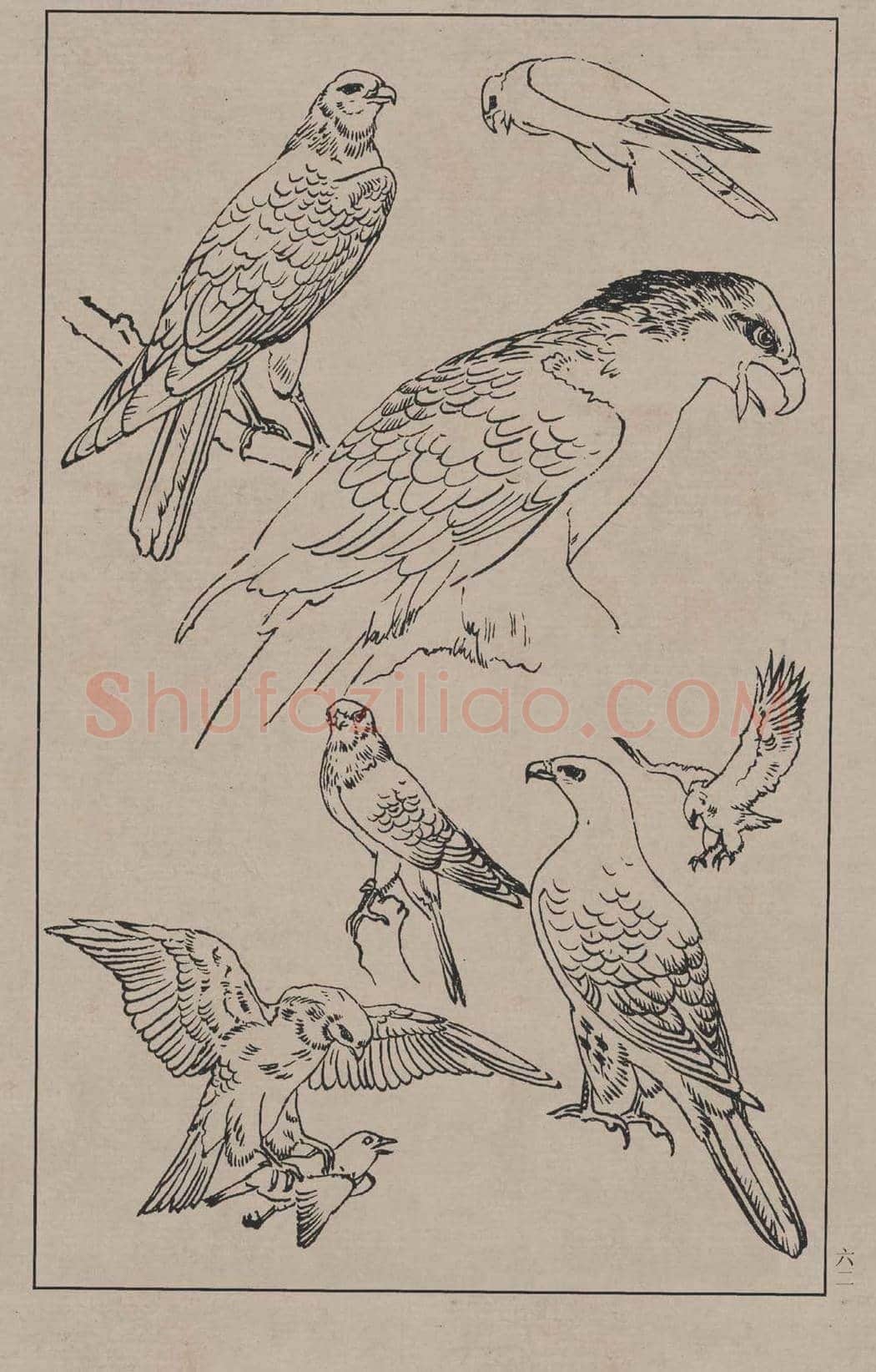 工笔画线描百鸟画谱，太美了 | 书画资料