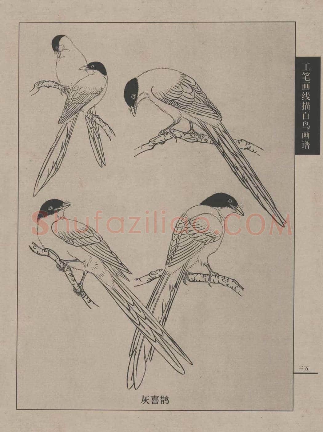工笔画线描百鸟画谱，太美了 | 书画资料