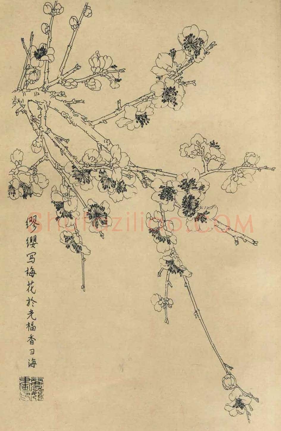 百花图谱大全【白描画】 | 书画资料