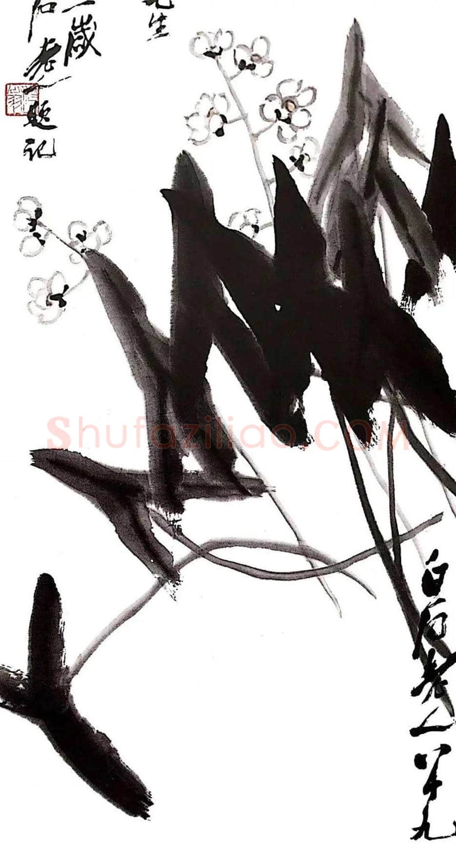 齐白石笔下的慈姑图赏 | 书画科普