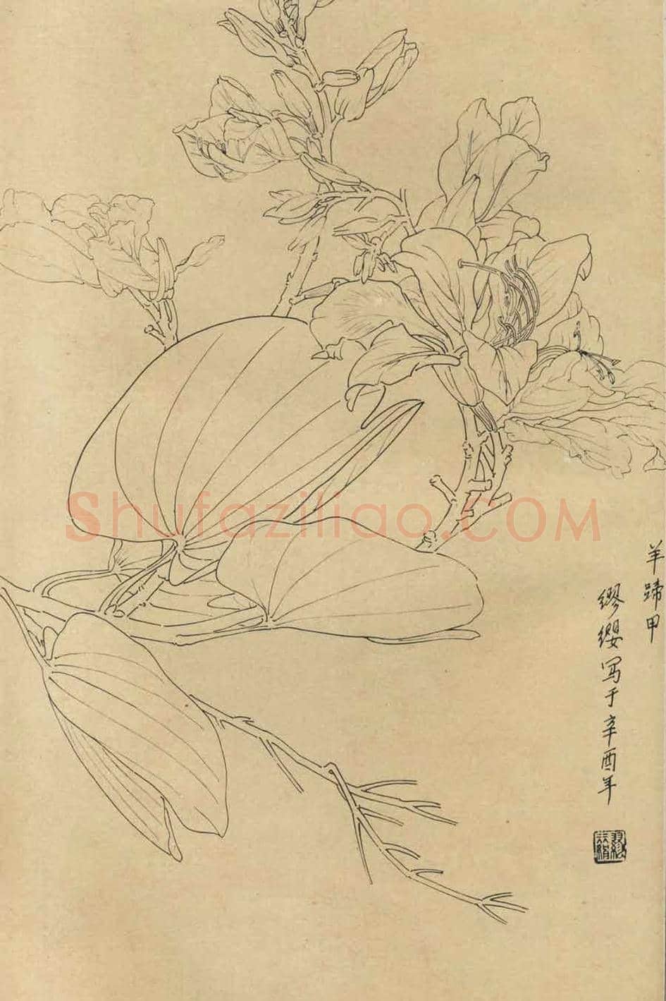 百花图谱大全【白描画】 | 书画资料