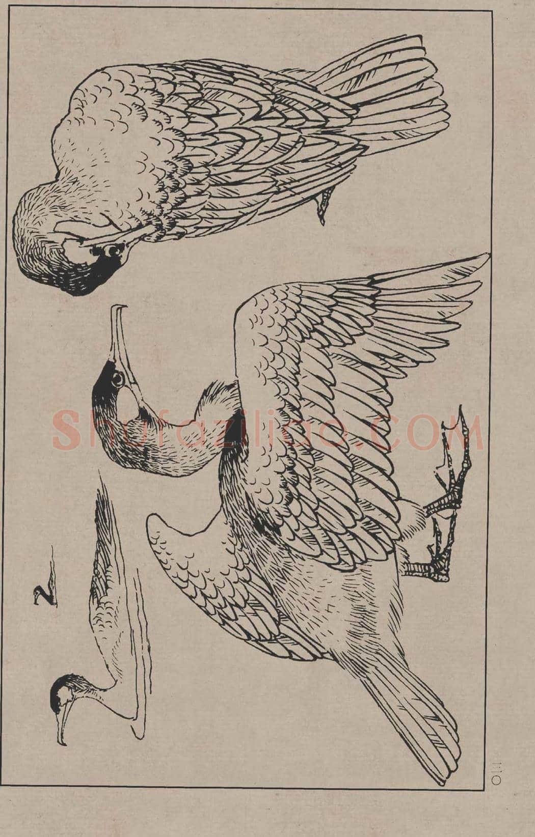 工笔画线描百鸟画谱，太美了 | 书画资料