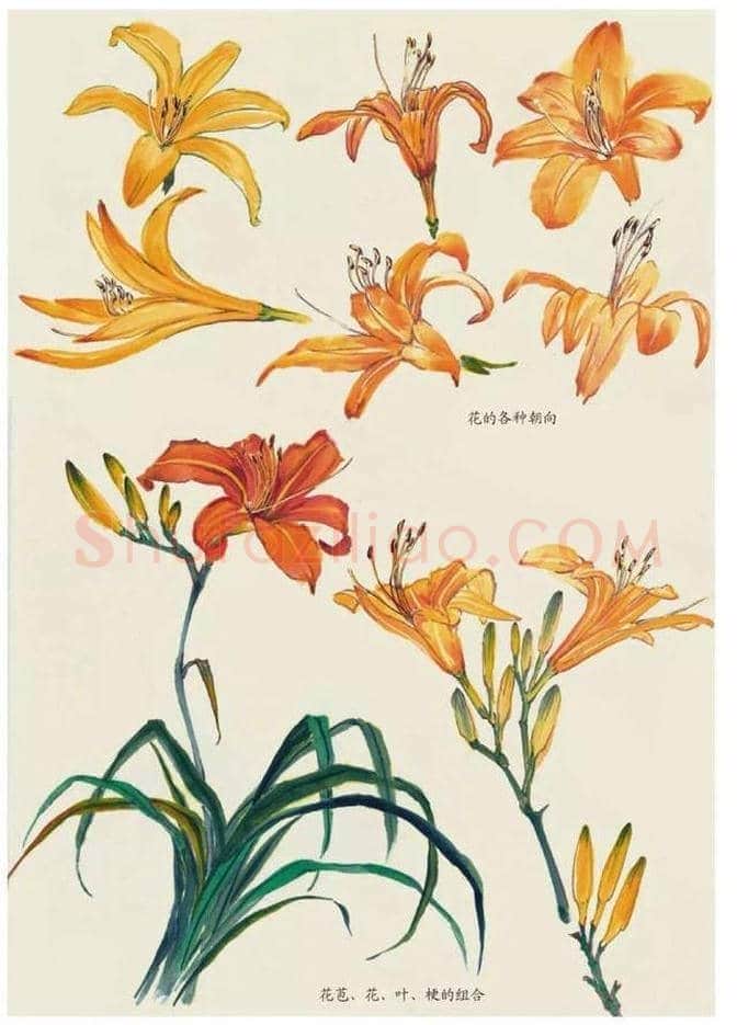 水墨花卉绘画的步骤教程！ | 书画科普