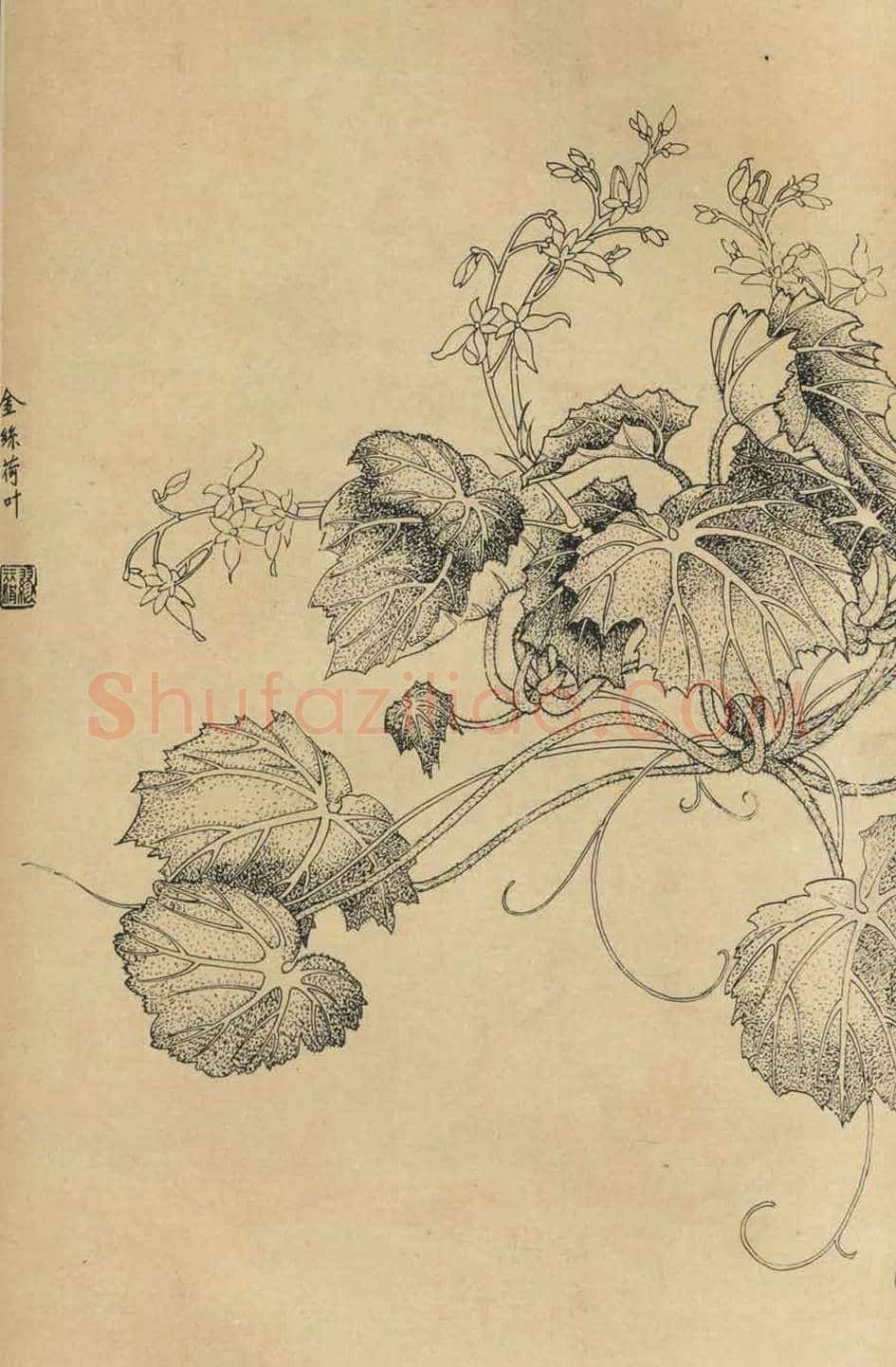 百花图谱大全【白描画】 | 书画资料
