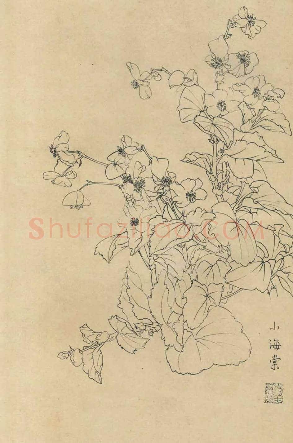 百花图谱大全【白描画】 | 书画资料