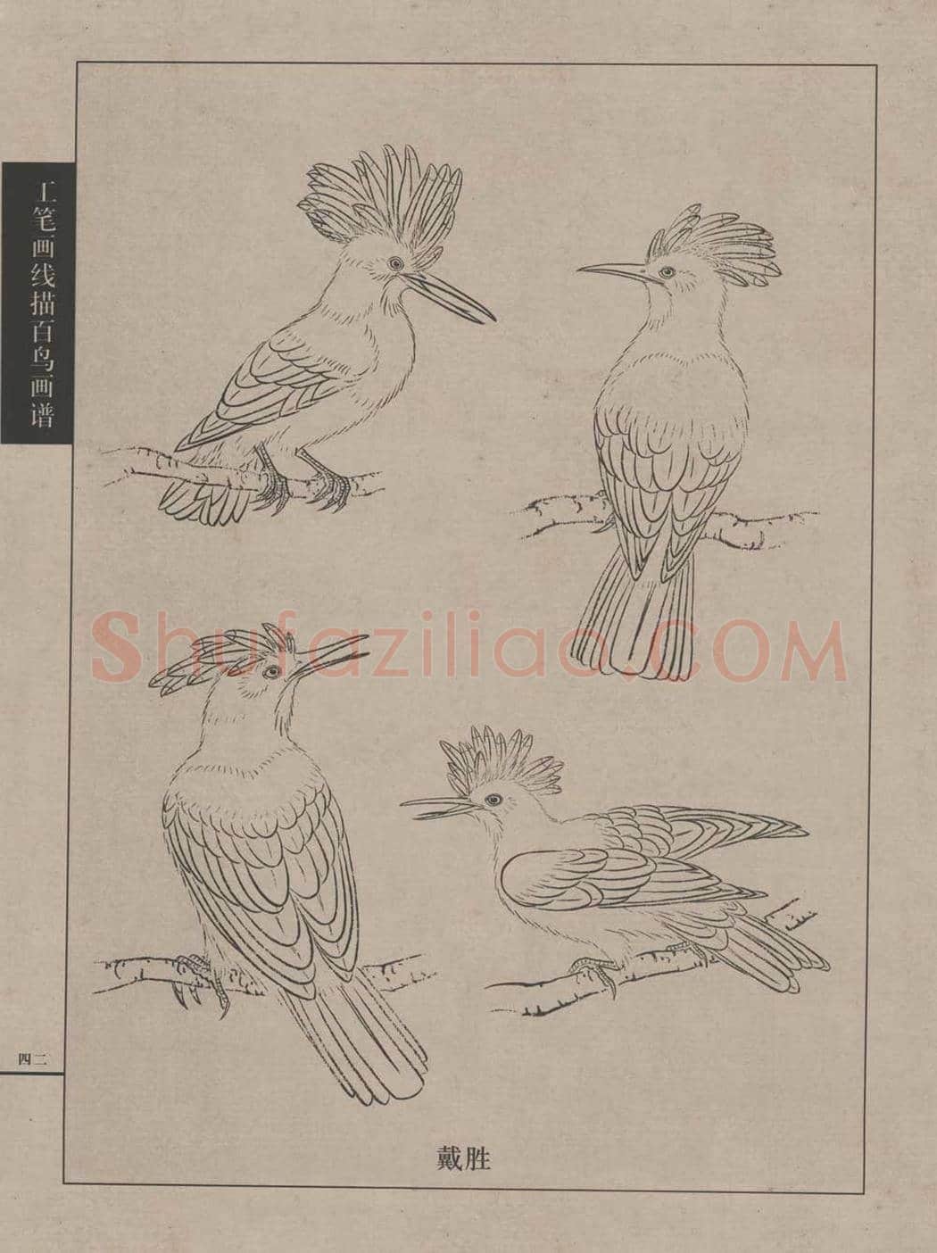 工笔画线描百鸟画谱，太美了 | 书画资料
