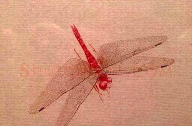 齐白石画笔下的蜻蜓,写实功底一流! | 书画学堂