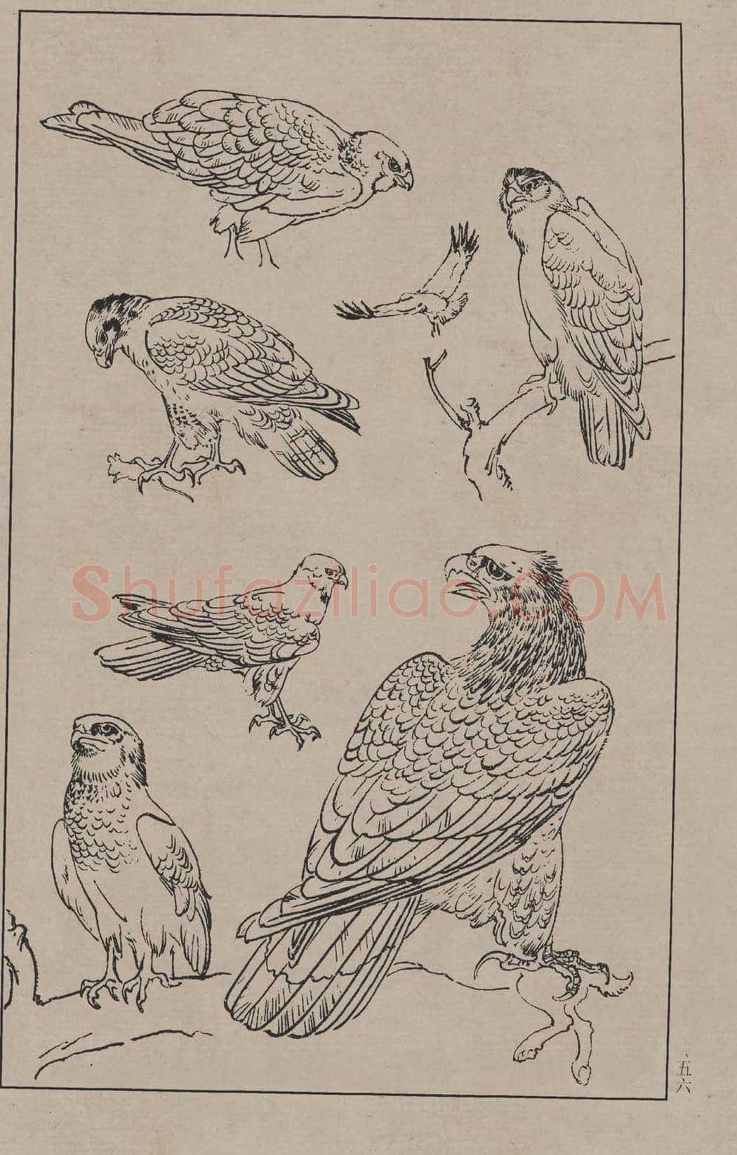 工笔画线描百鸟画谱，太美了 | 书画资料