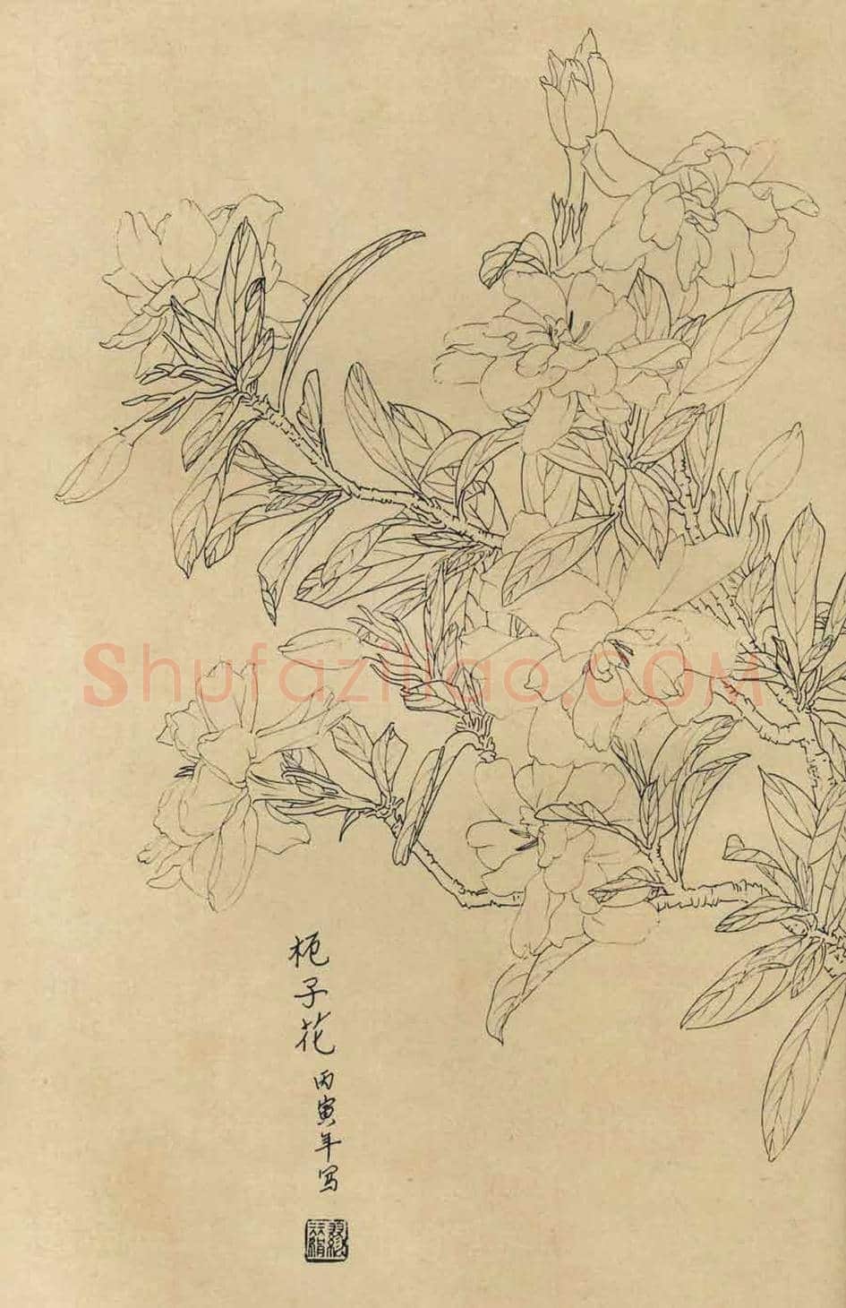 百花图谱大全【白描画】 | 书画资料