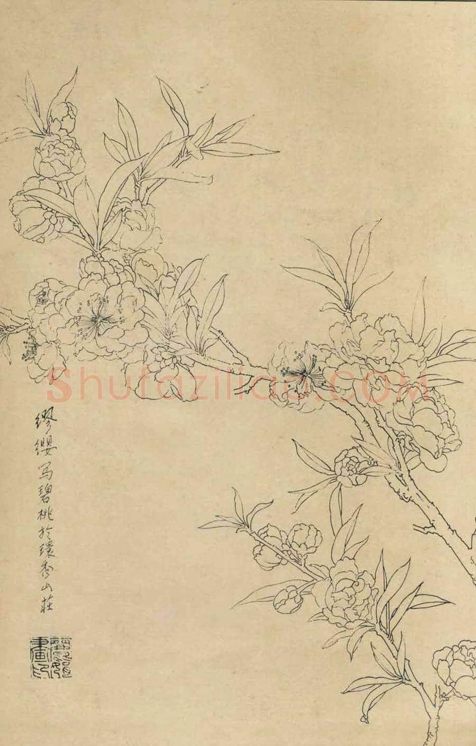 百花图谱大全【白描画】 | 书画资料